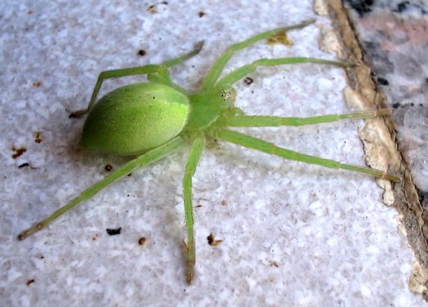 Micrommata virescens, Menemerus sp. e opilione.